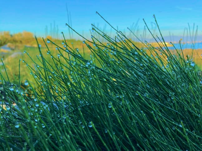 grass